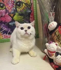 小猫有趣爆料视频下载,小猫趣味爆料视频集锦  第2张